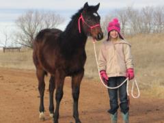2015 Foal Paddys Gin Reba JW